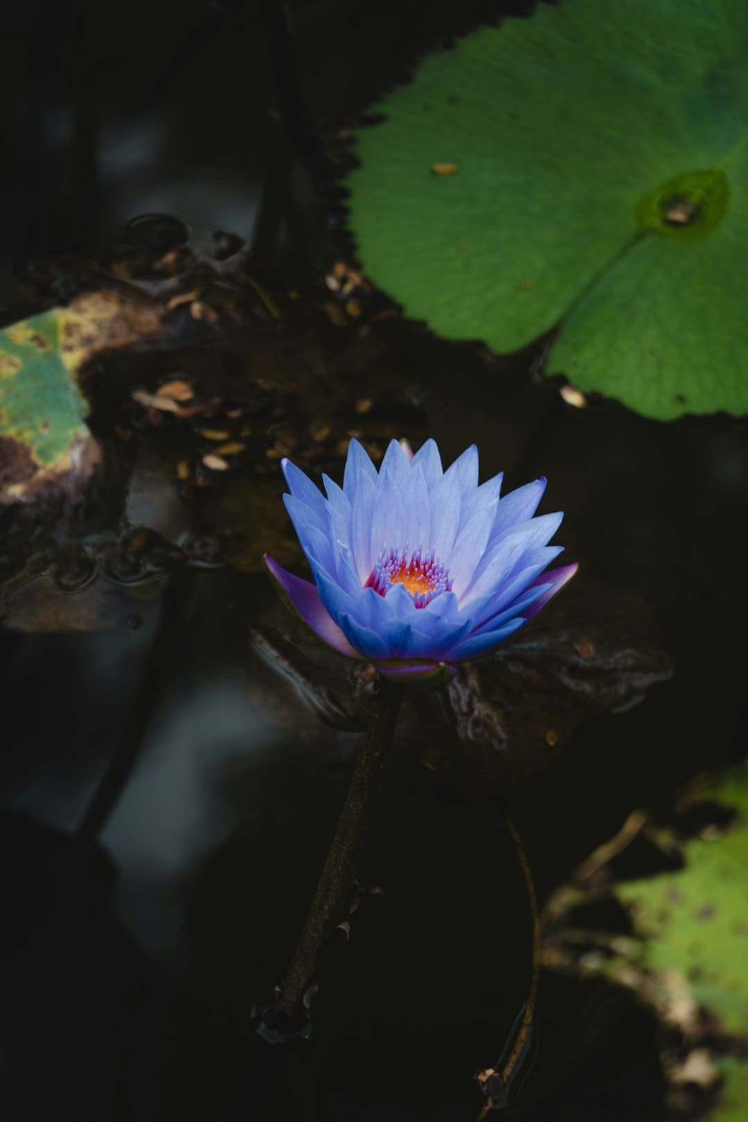 宋佳露脸《快本》   重逢《一年级》马皓轩惊喜落泪